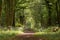 Path through British ancient woodland with dappled sunlight