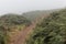 A path through broom bushes and ferns in the mist on the island of Ouessant in Brittany