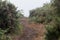 A path through broom bushes and ferns in the mist on the island of Ouessant in Brittany