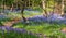 Path through carpet of wild bluebells, photographed at Pear Wood in Stanmore, Middlesex, UK