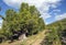 A path in the cedar forest with huge trees .