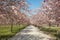 Path with cherry tree blossom with pink flower in Reggia di Venaria park in spring