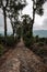 A path through coffee fields in Colombian coffee region in a mountainous area