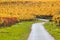 Path through a colorful vineyard