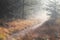 Path in coniferous forest during foggy sunny morning