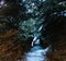 The path through the coniferous forest in winter. A pathway between trees where there is snow in between. Winter lane in nature