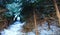 The path through the coniferous forest in winter. A pathway between trees where there is snow in between. Winter lane in nature