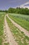 Path corn field