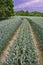 Path corn field