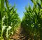 A path in a corn field, photo. Corn as a dish of thanksgiving for the harvest