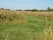 Path between corn fields