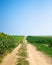 Path between corn and sunflower fields