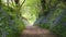 An path in the countryside flanked by bluebells, England