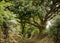 Path in countryside with hedges