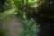 Path in the countryside next to a stream of water