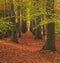 Path covered in brown leaves in lush autumn woods