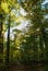 Path covered with brown leaves surrounded by tall trees with green leaves with sunshine through tops of trees in Minnesota