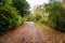 Path covered in fallen leaves in the countryside