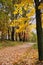 Path Covered with Maple Leaves