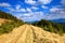 The path covered with yellow dry grass.