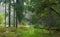 Path crossing autumnal stand of Bialowieza Forest