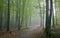 Path crossing misty autumnal forest