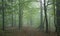 Path crossing misty autumnal forest