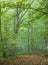 Path crossing misty autumnal forest