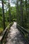 Path through cypress tress forest in Florida