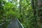 Path in Daintree National Park Queensland, Australia