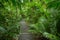 Path in Daintree National Park Queensland, Australia