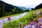 Path with dainty purple wildflower growing on the verge at Talschluss in Saalbach, Austria