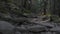 A path in a dark forest between stones and trees in the mountains.