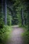 Path in dark moody forest