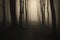 Path in a dark mysterious forest with fog