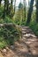 Path through Dead boxwood forest in the mountains of Georgia