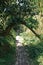 Path through Dead boxwood forest in the mountains of Georgia