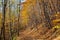 Path through a decidious forest in autumn