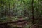 A path in a deciduous forest area. The forest after the hurricane. Fallen trees on the path. Green grass