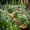 Path through a deciduous forest, wild garlic