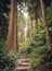 Path into deep forest in Azores Islands