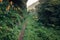 Path into deep forest in Sao Miguel, Azores