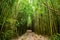 Path through dense bamboo forest, leading to famous Waimoku Falls. Popular Pipiwai trail in Haleakala National Park on Maui, Hawai