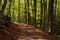 Path in a dense Beech forest, colored with coppery leaves