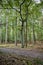 Path in a dense dark forest