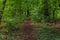 A path through a dense forest covered with rotting brown leaves.