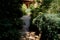 Path in a dense garden lined with stone tiles.Alpine courtyard. Lots of vegetation.