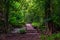 A path in a dense tropical forest in Krabi, Thailand