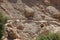 Path in the Desert Oasis of Ein Gedi, Israel