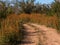 A path in the desert spring, Southern California